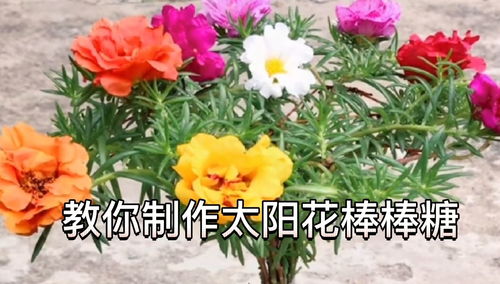 怎么给花花施肥视频讲解,怎样给花施肥浇水